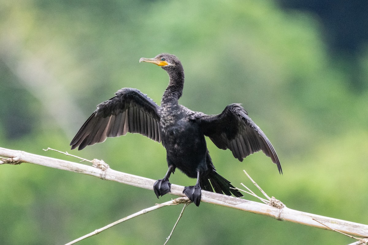 Neotropic Cormorant - ML644532616