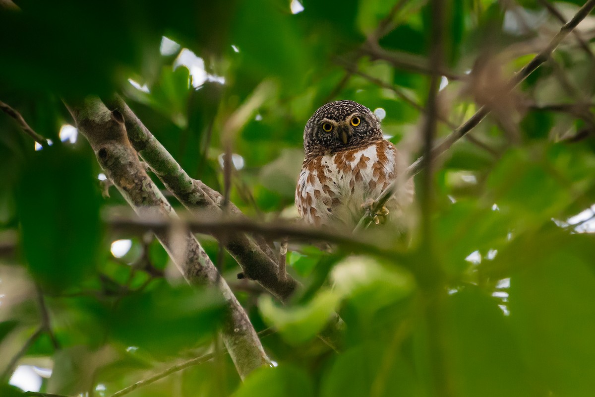 Collared Owlet - ML644532620