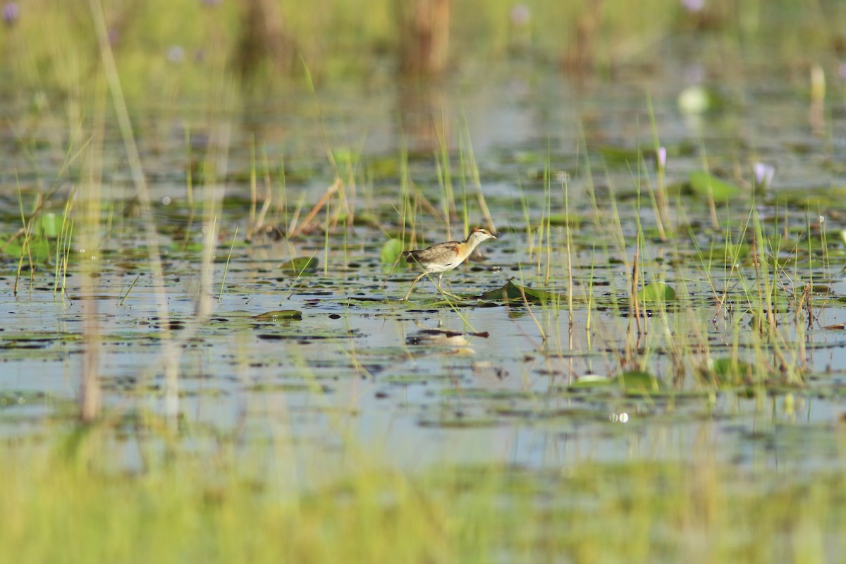 Lesser Jacana - ML644532621