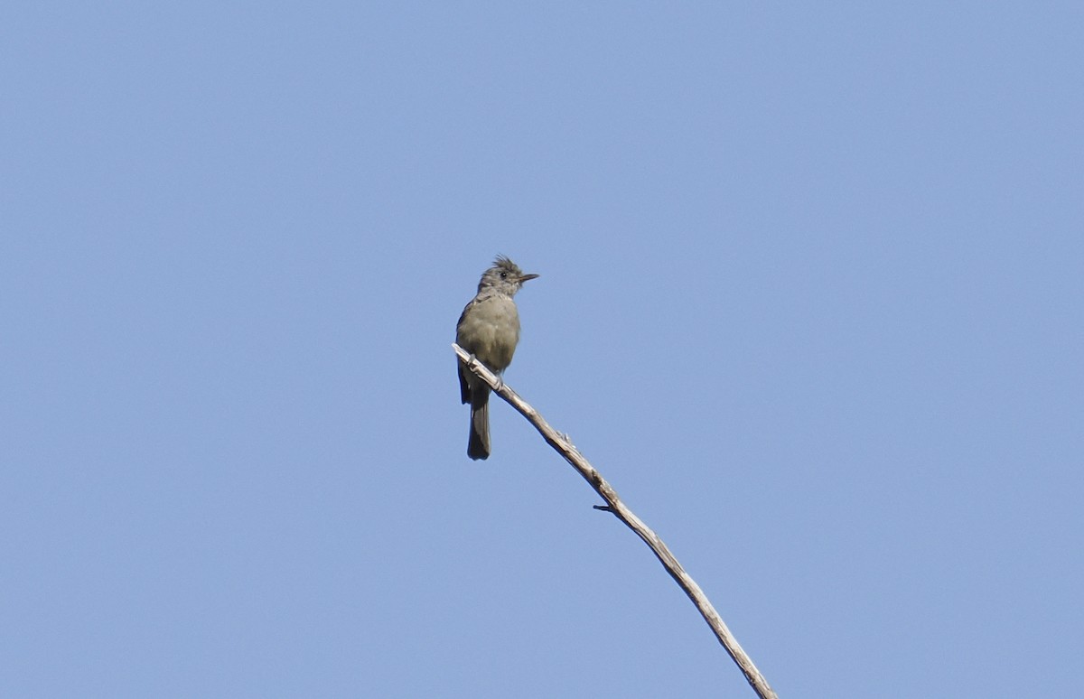 Greater Pewee - ML644532623