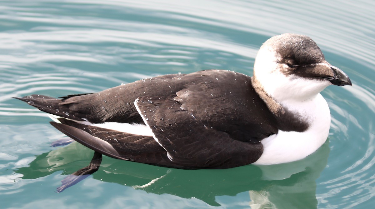 Razorbill - ML644532625
