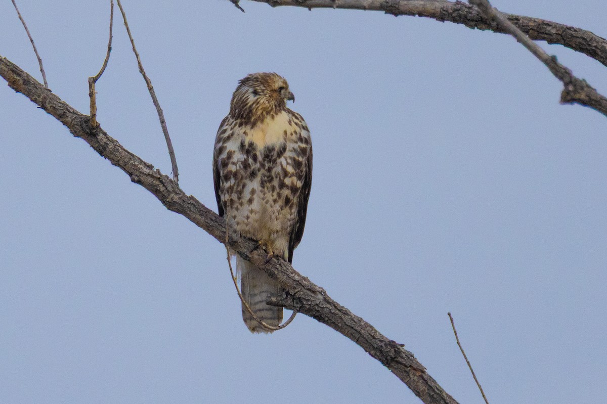 Poiana codarossa - ML644532626