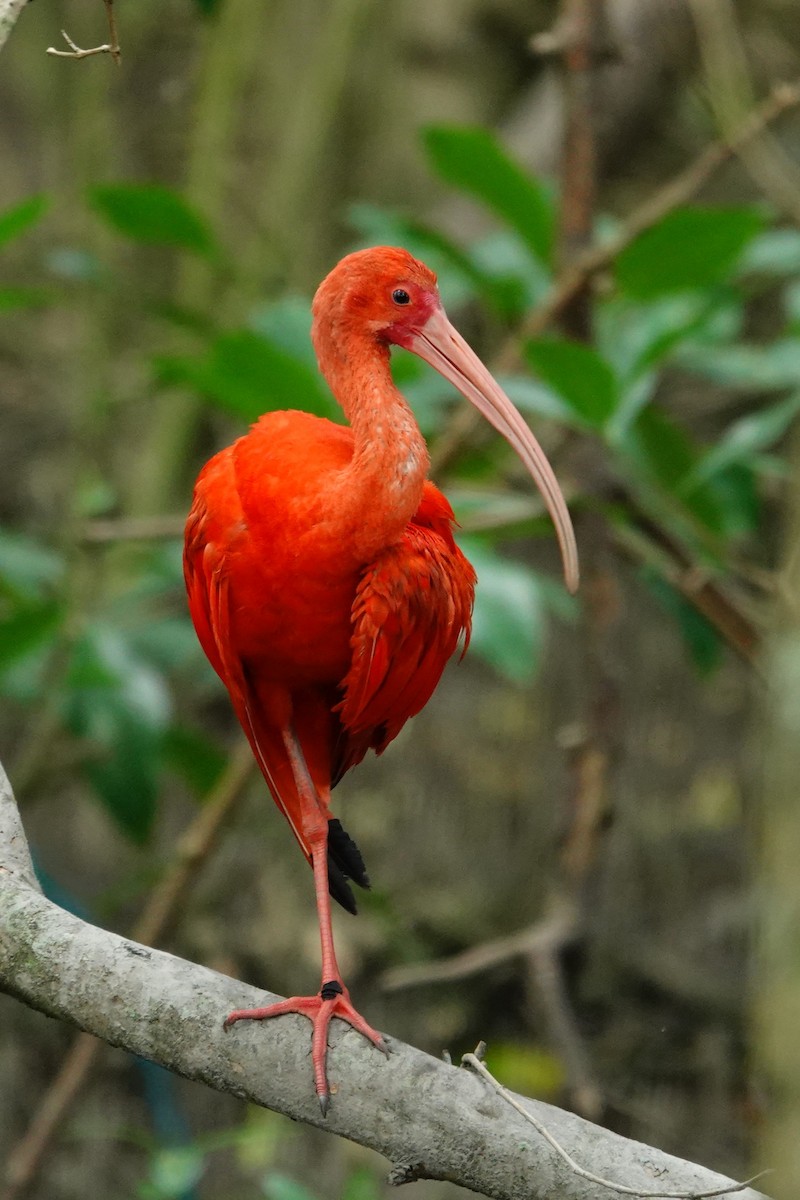 Al Aynak - ML644532631