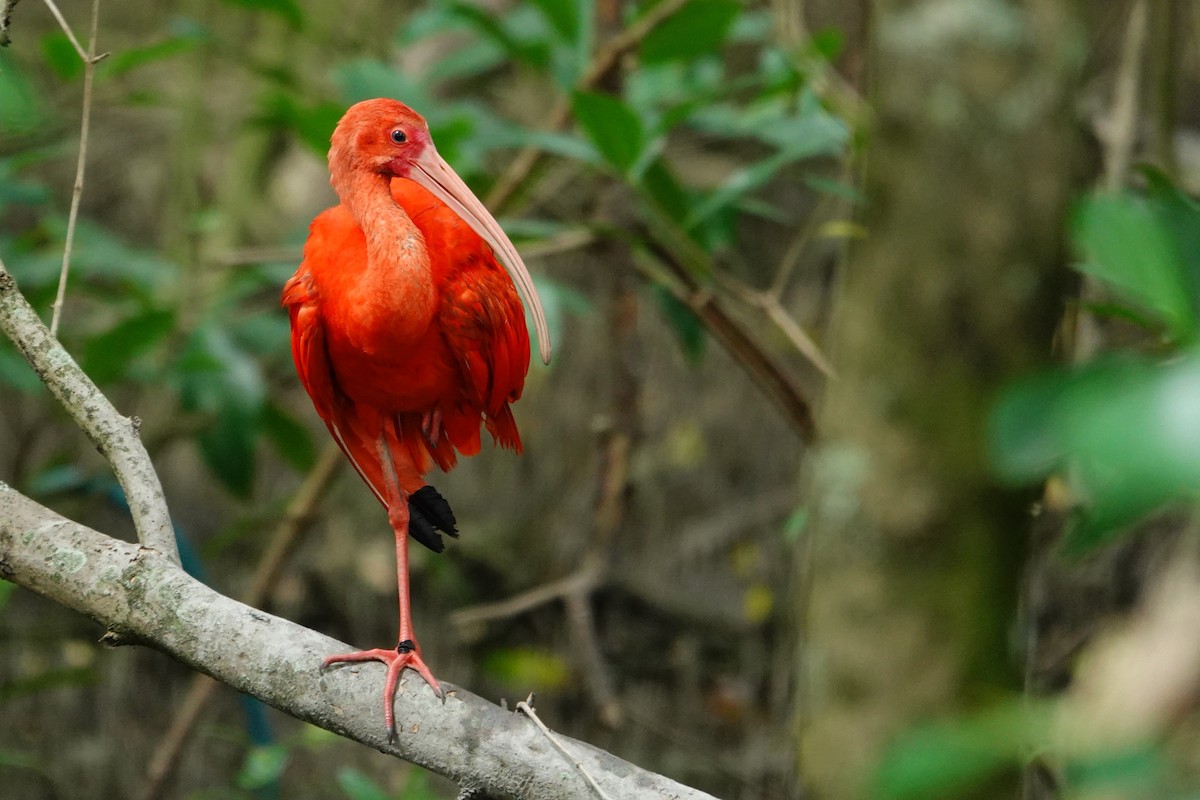 Al Aynak - ML644532632