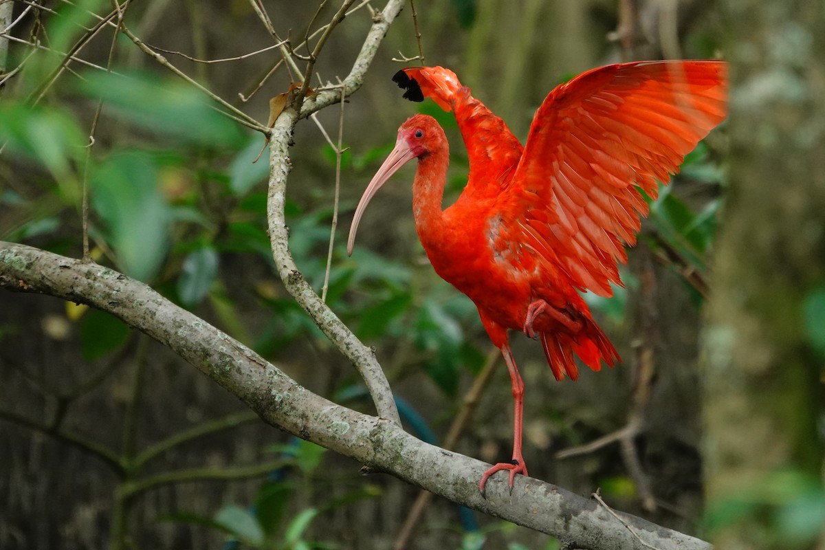 Al Aynak - ML644532633