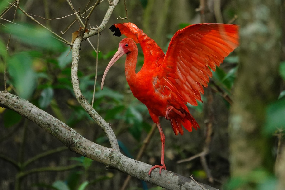 Al Aynak - ML644532634