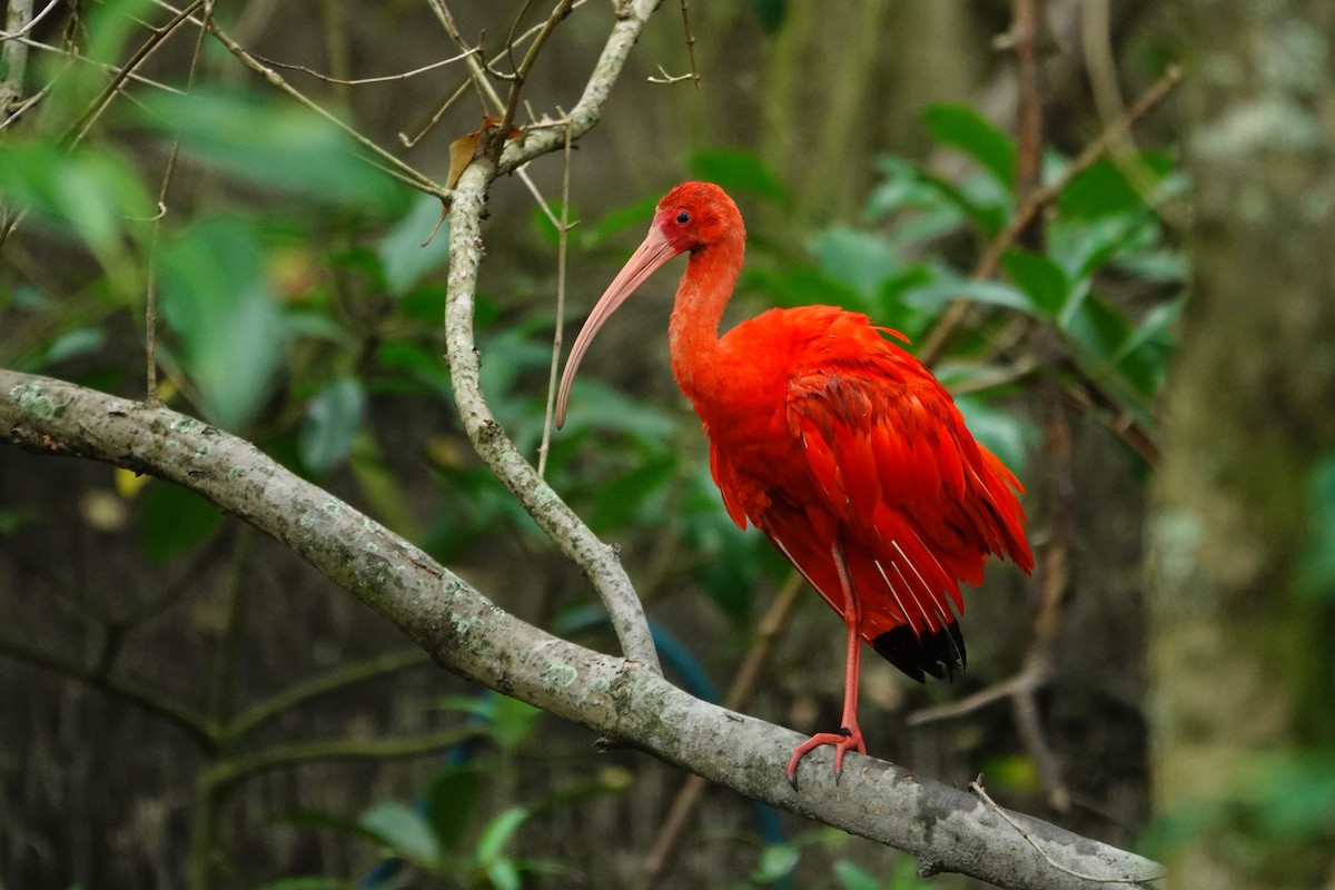 Al Aynak - ML644532635