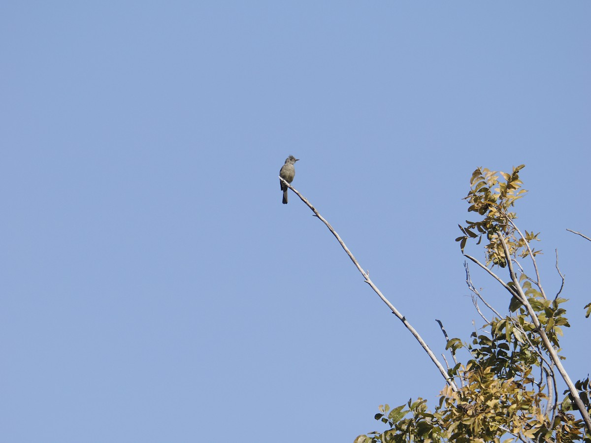 Greater Pewee - ML644532636