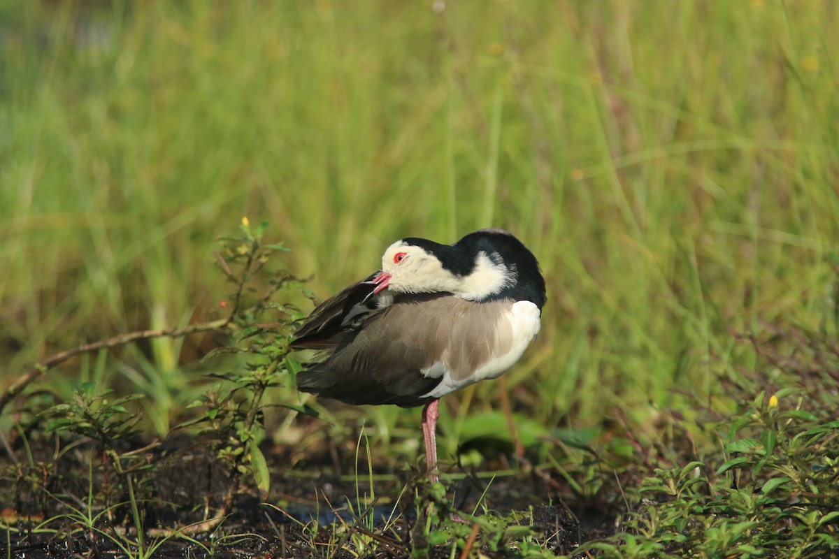 Long-toed Lapwing - ML644532638