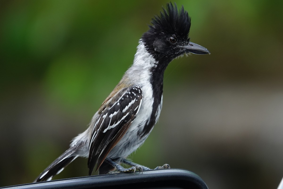Black-crested Antshrike - ML644532653