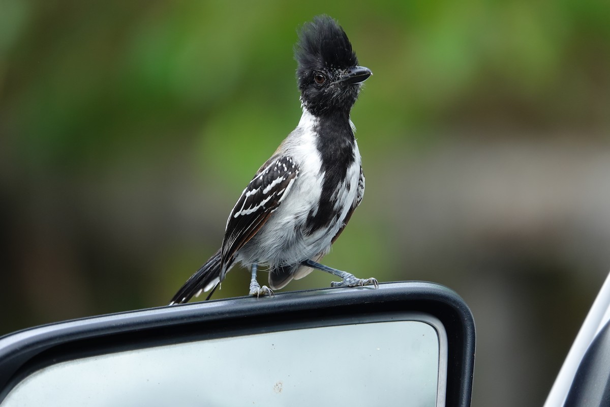 Black-crested Antshrike - ML644532655