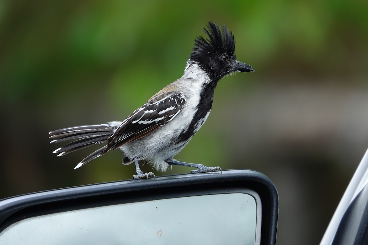 Black-crested Antshrike - ML644532656