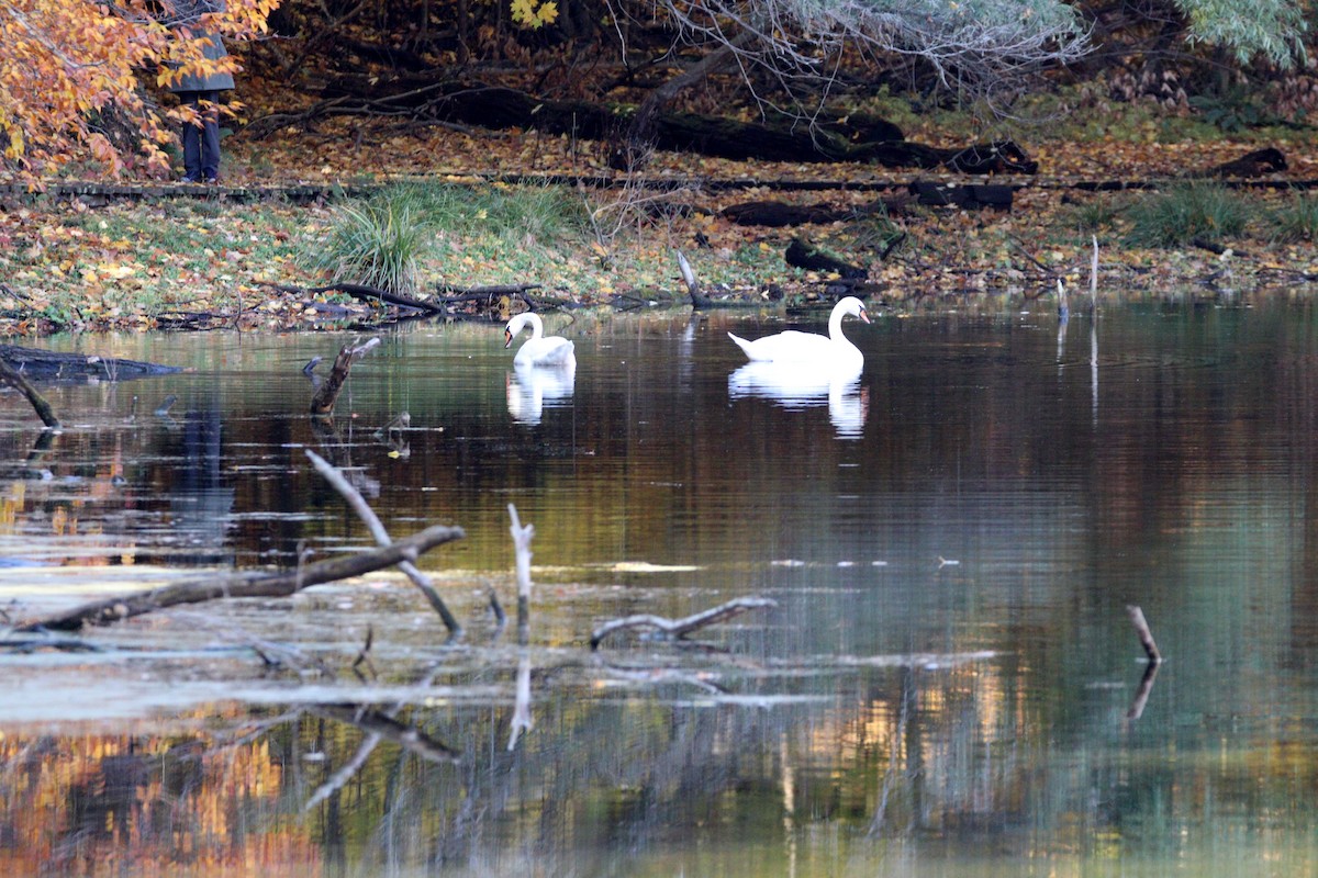 Mute Swan - ML644532657