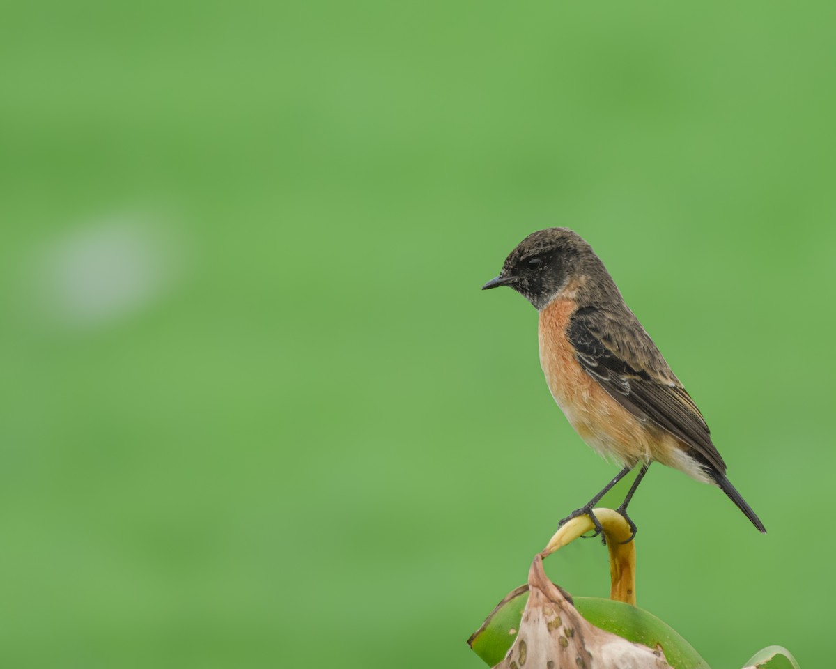 Siberian Stonechat - ML644532661