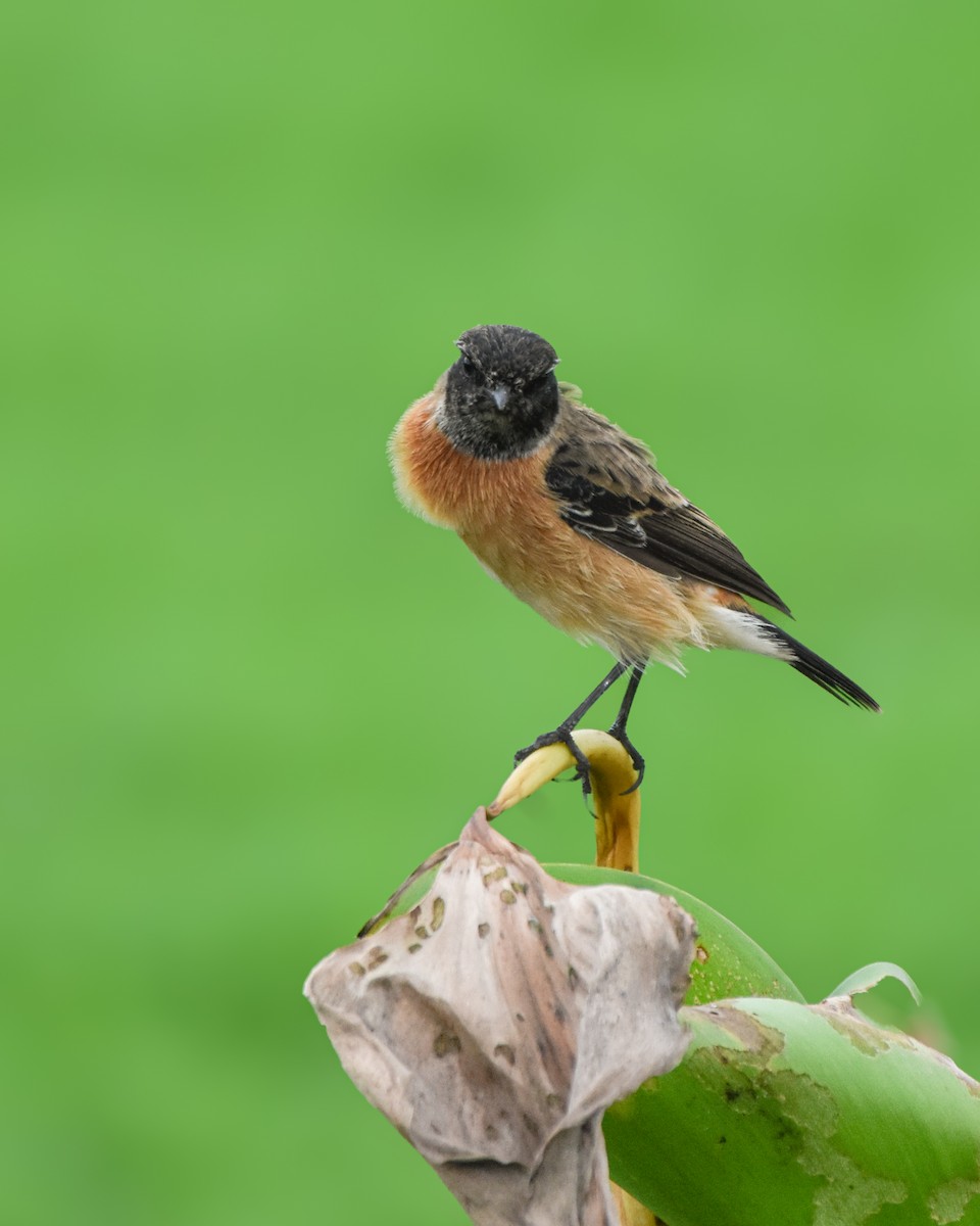 Siberian Stonechat - ML644532662