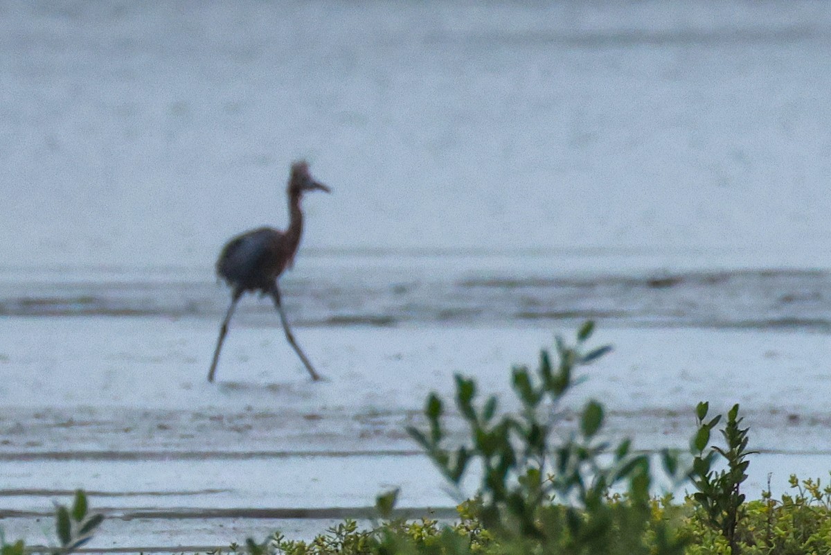 Reddish Egret - ML644532666