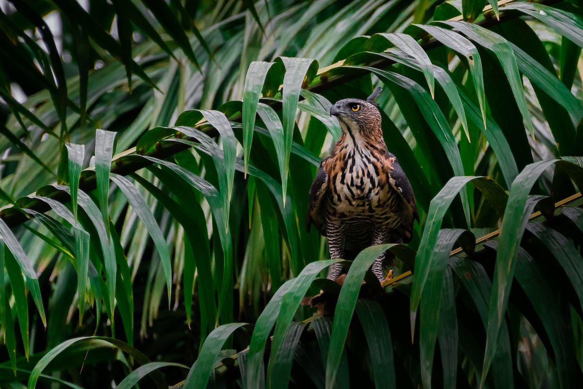 Wallace's Hawk-Eagle - ML644532667