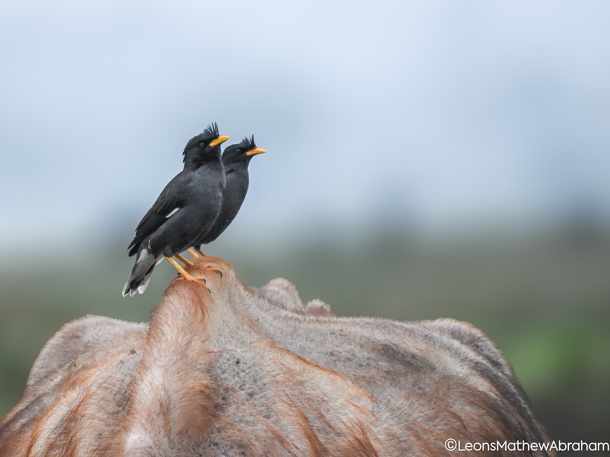 Great Myna - ML644532673