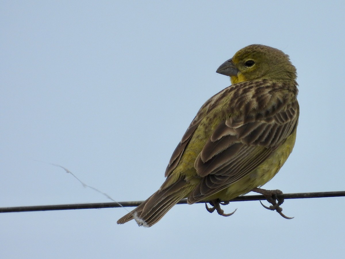 Короткоклювый зерноед - ML644532676