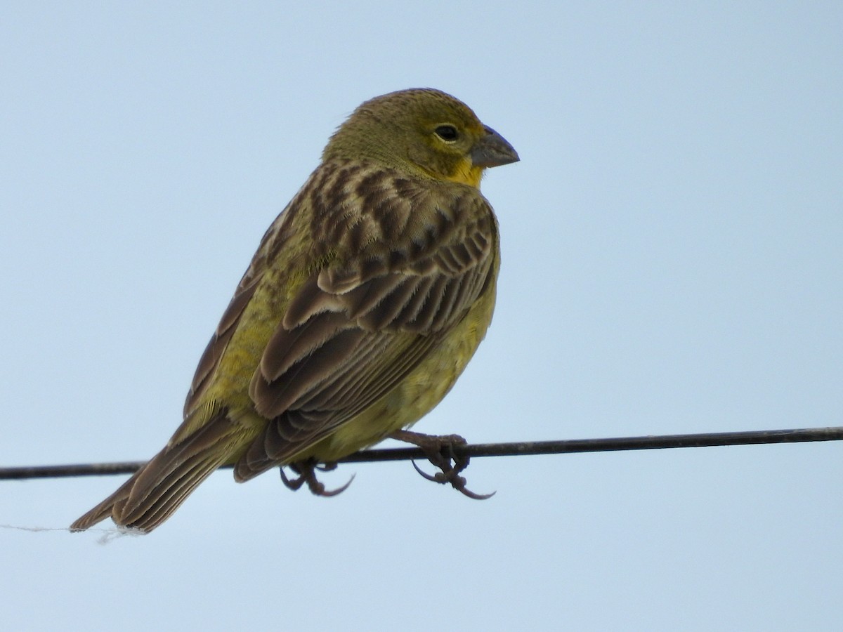 Короткоклювый зерноед - ML644532677