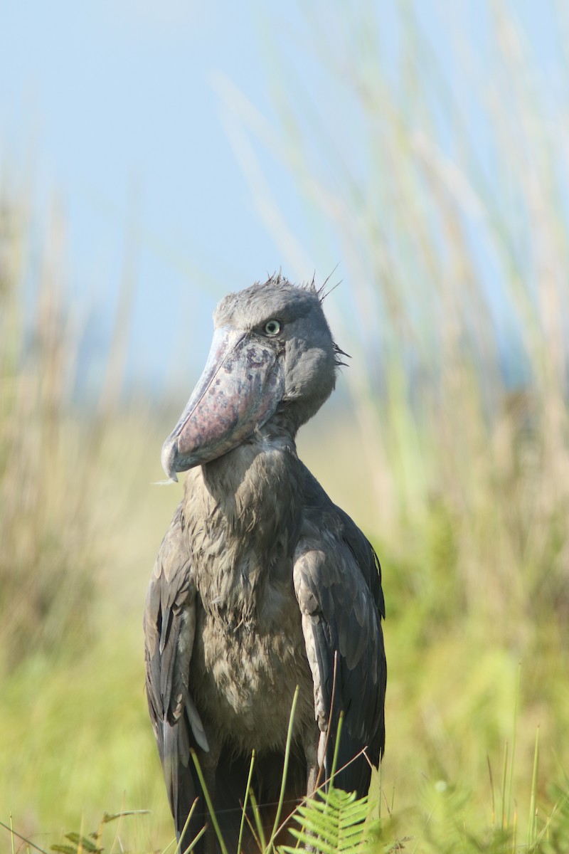 Shoebill - ML644532688