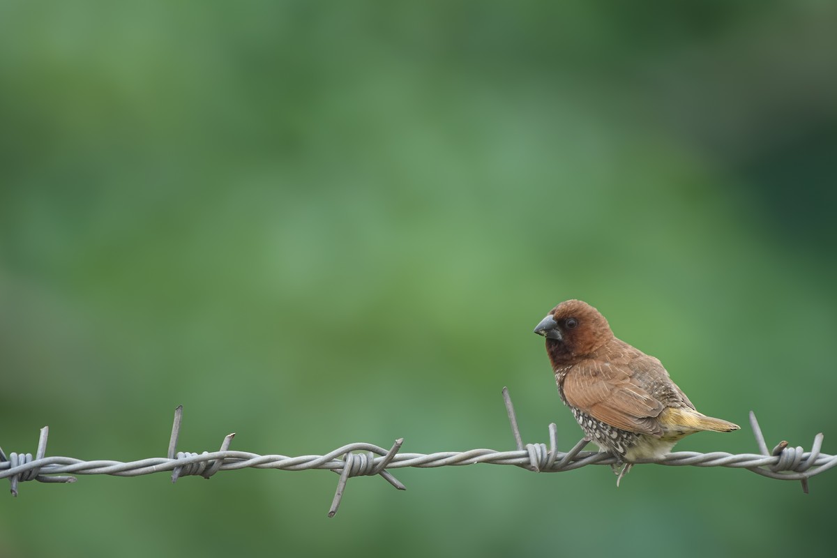Scaly-breasted Munia - ML644532690