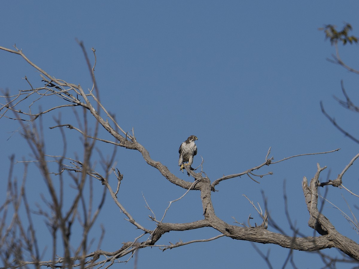 raroh prériový - ML644532691