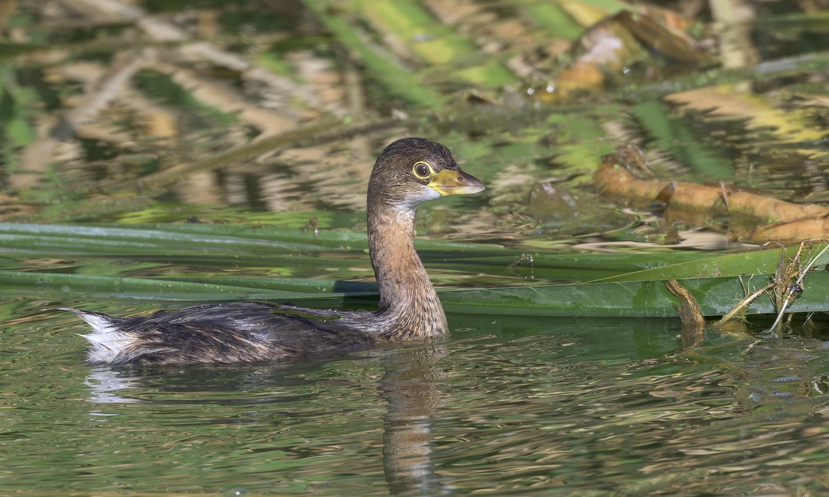 Pied-billed Grebe - ML644532692