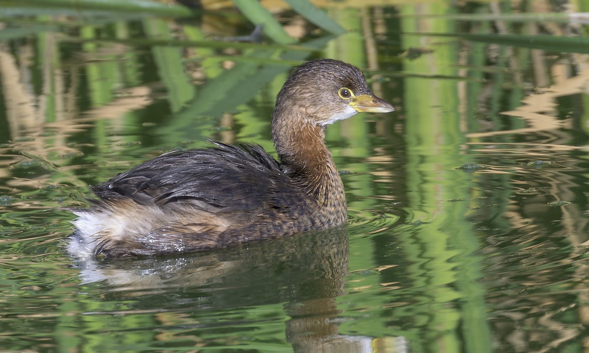 Pied-billed Grebe - ML644532693