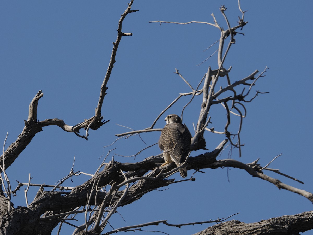 raroh prériový - ML644532699