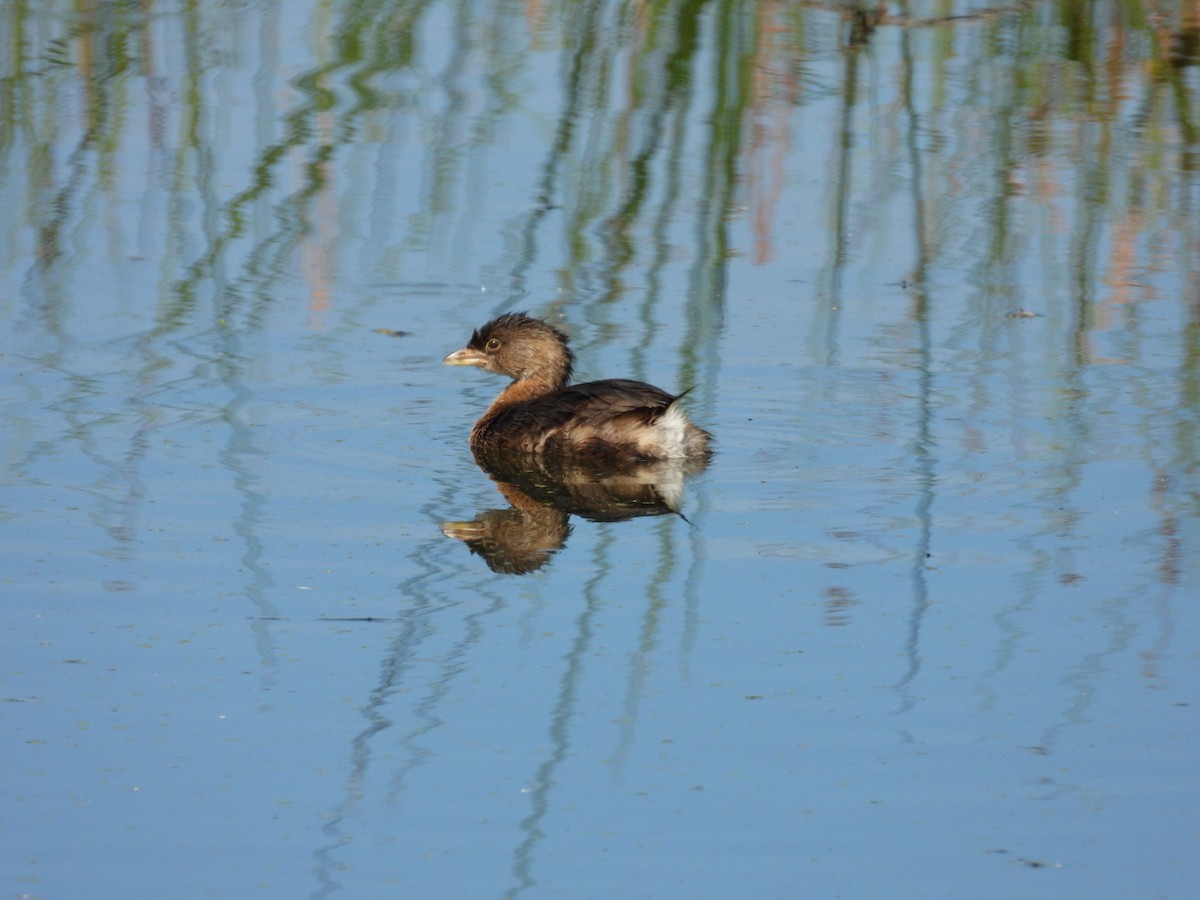 Pied-billed Grebe - ML644532706
