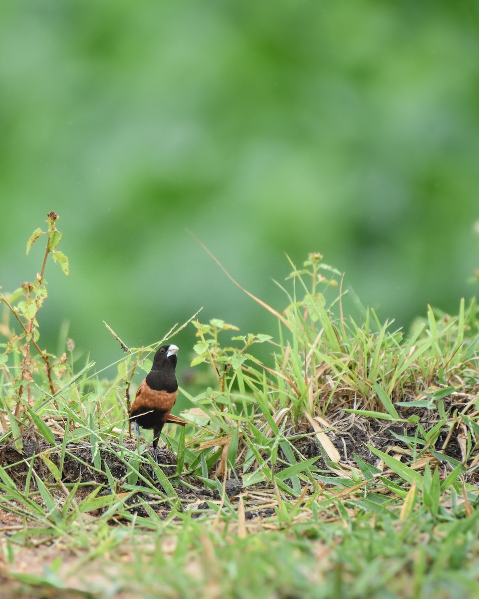 Chestnut Munia - ML644532708