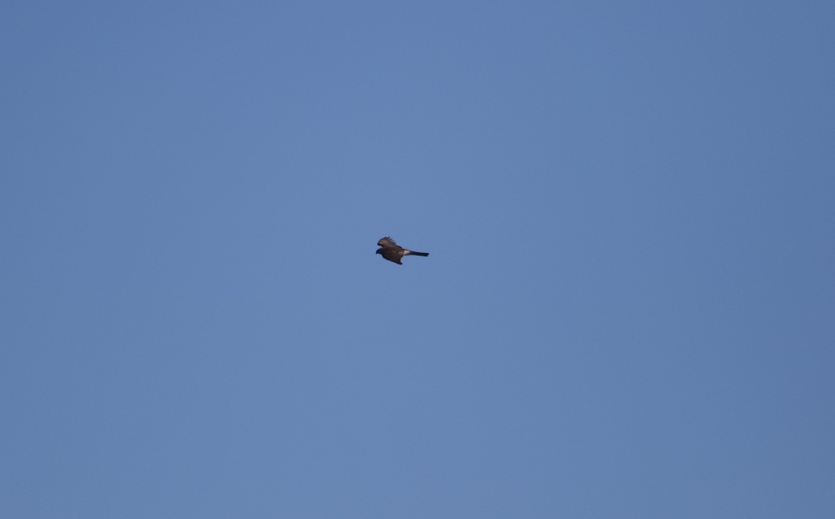 Gavilán Americano - ML644532713