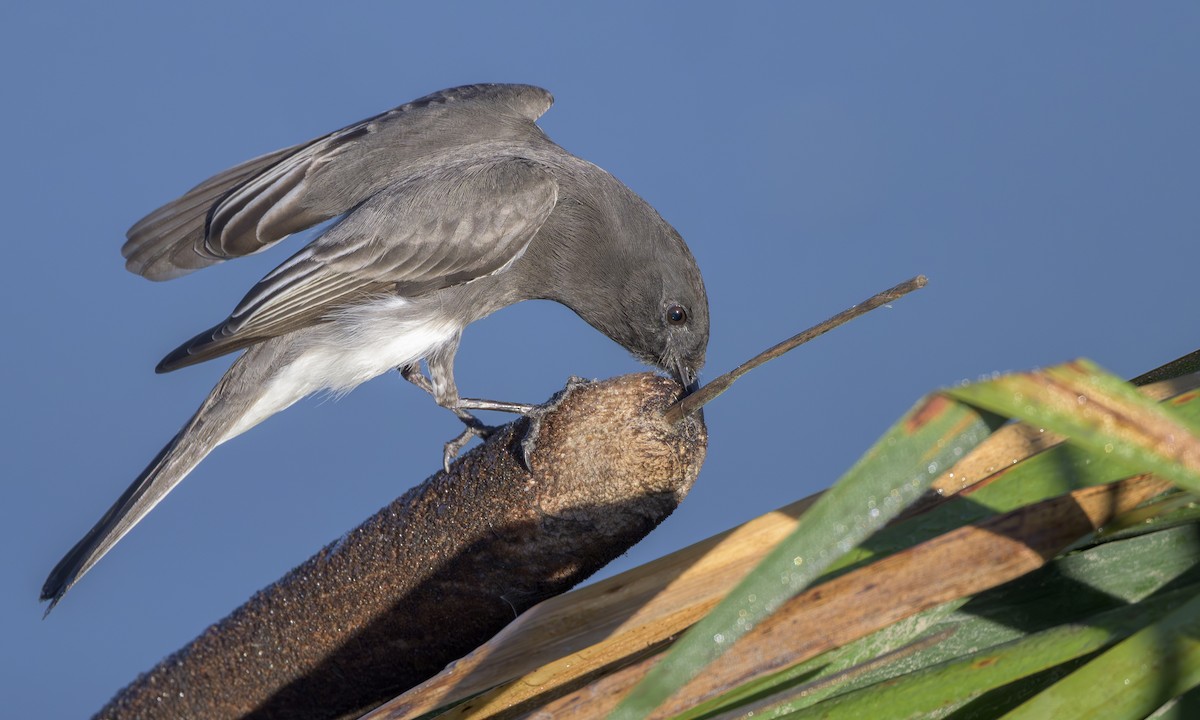 Black Phoebe - ML644532714