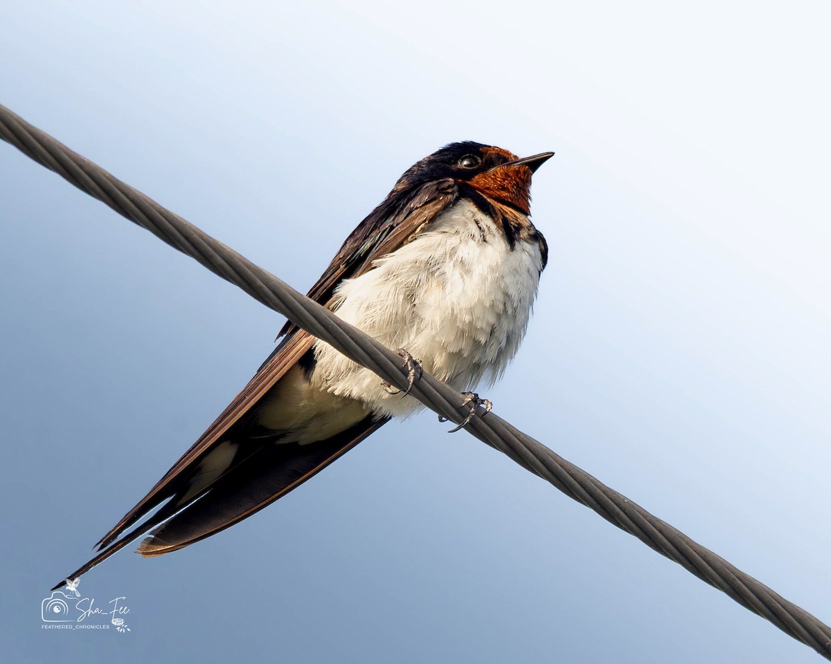 家燕 - ML644532718