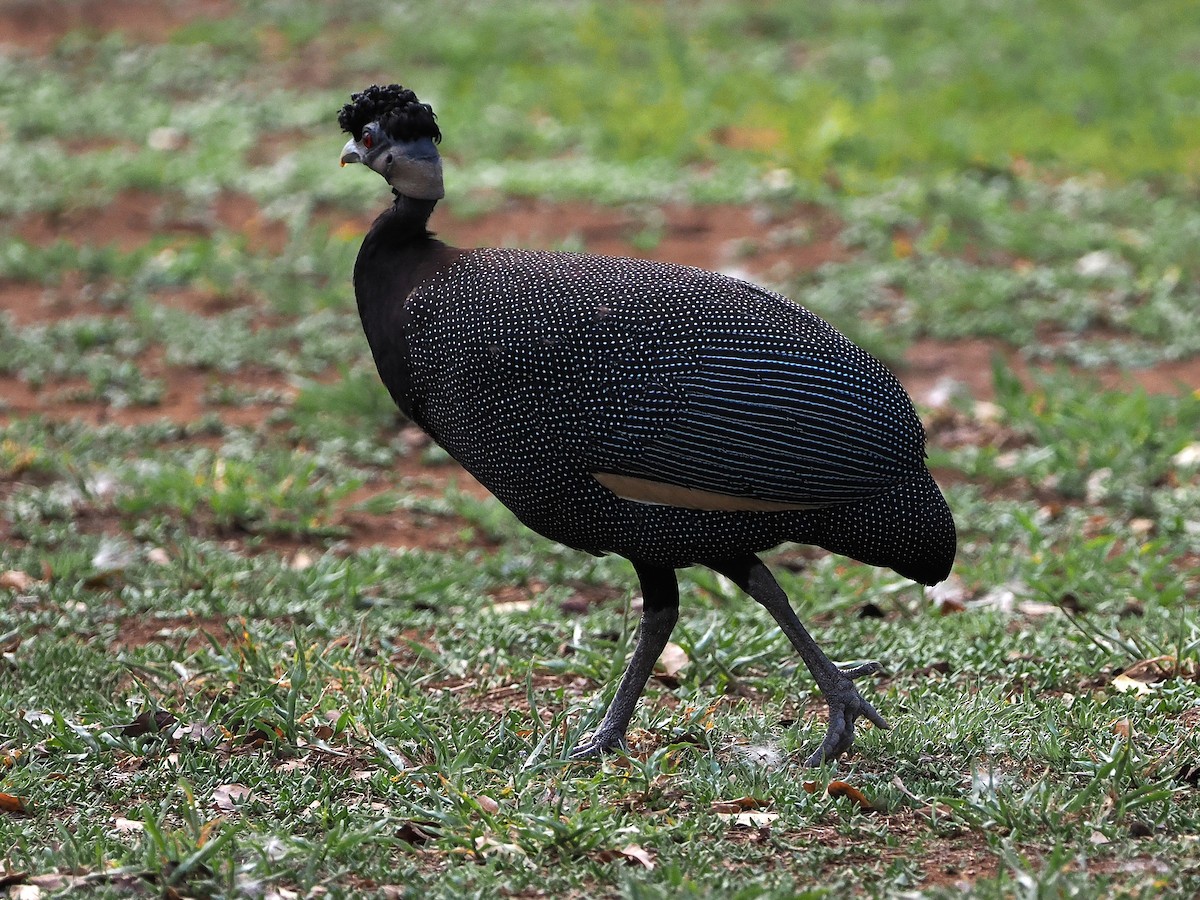 Southern Crested Guineafowl - ML644532727