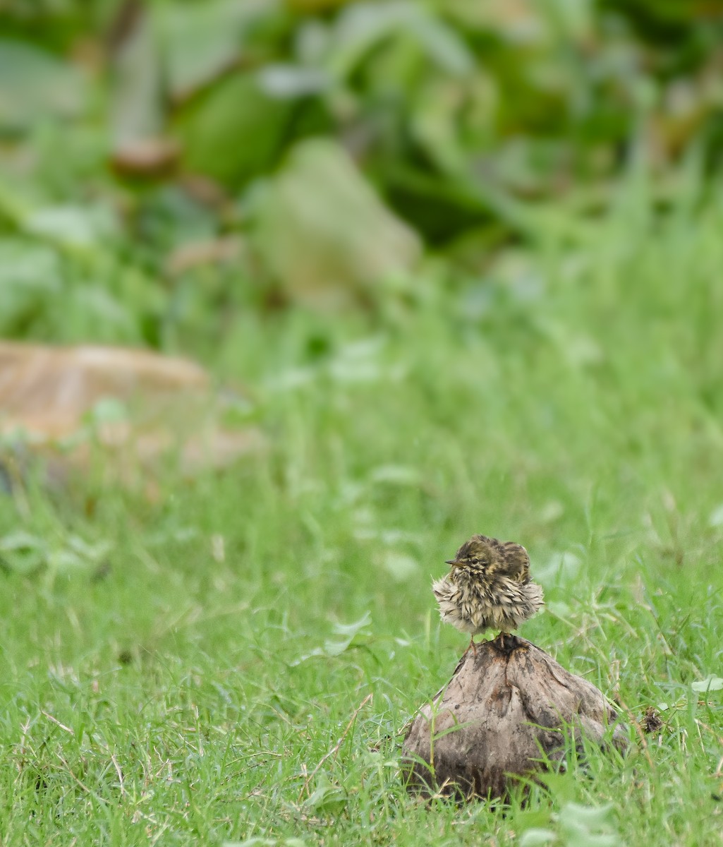 Rosy Pipit - ML644532728