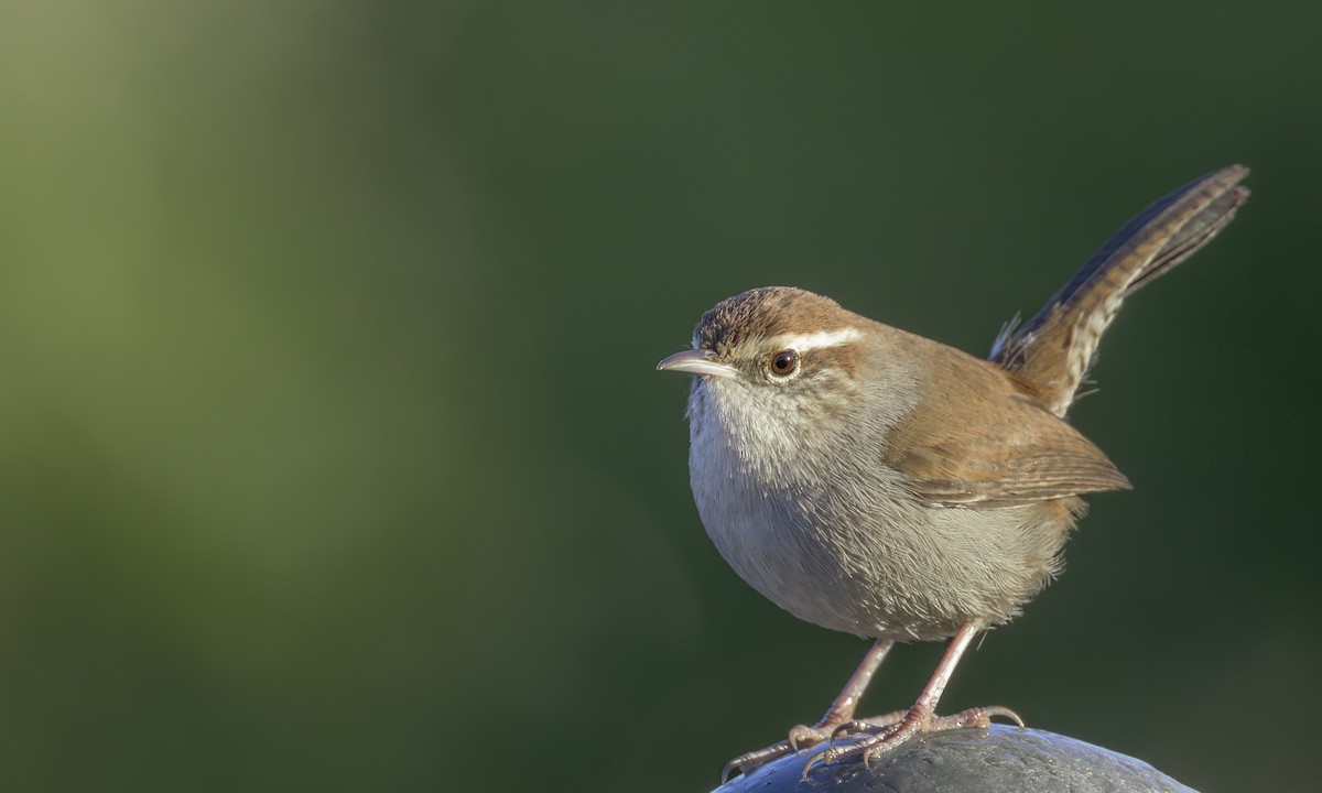 Troglodyte de Bewick - ML644532739