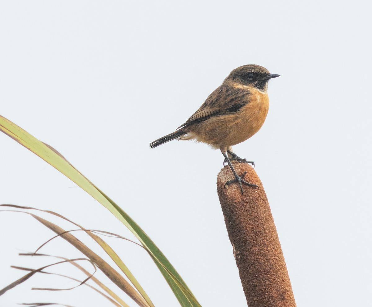 Трав'янка чорноголова - ML644532749