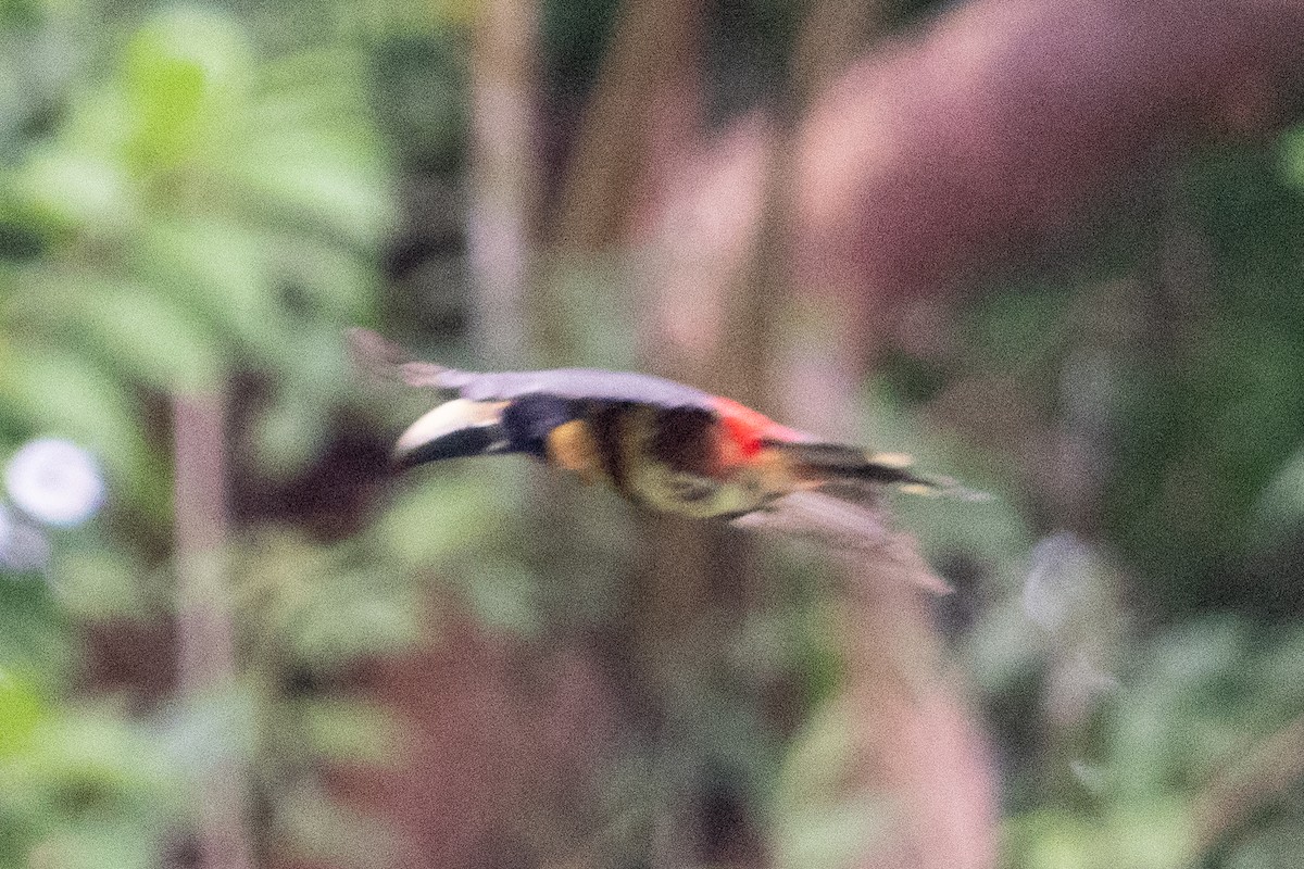 Collared Aracari - ML644532750