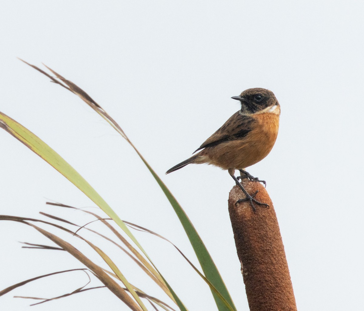 Трав'янка чорноголова - ML644532751