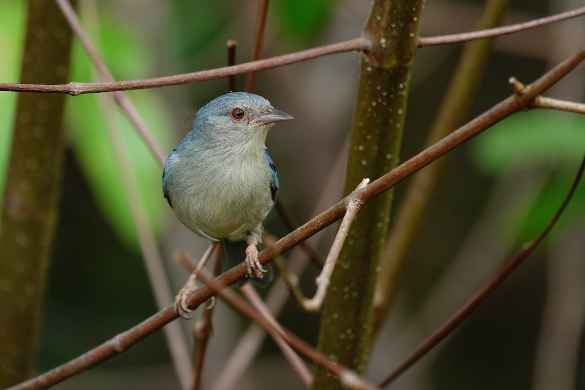 Bicolored Conebill - ML644532757