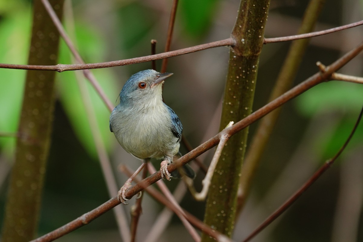 Bicolored Conebill - ML644532758