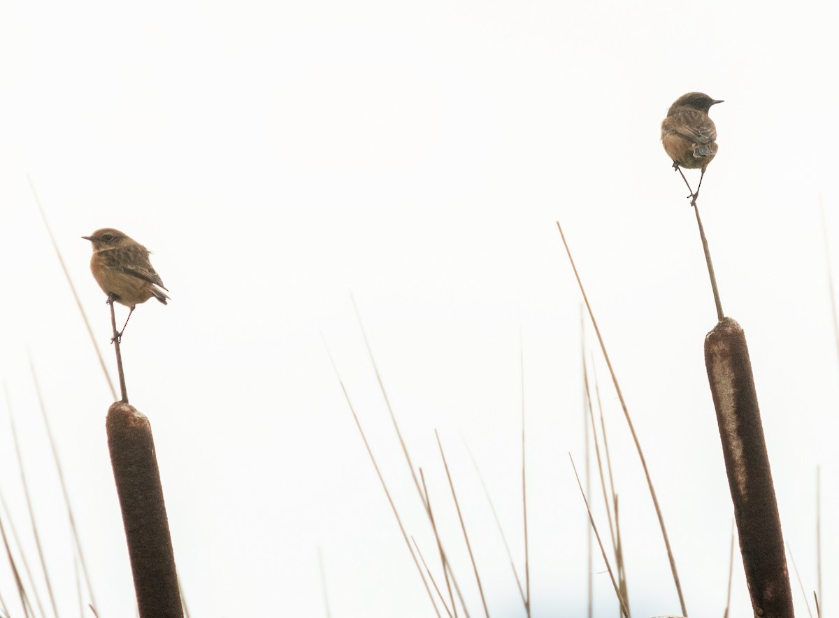 Трав'янка чорноголова - ML644532759