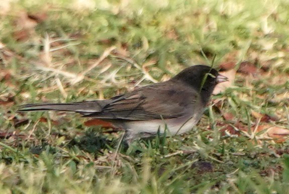 Dark-eyed Junco (cismontanus) - ML644532765