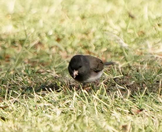Dark-eyed Junco (cismontanus) - ML644532766