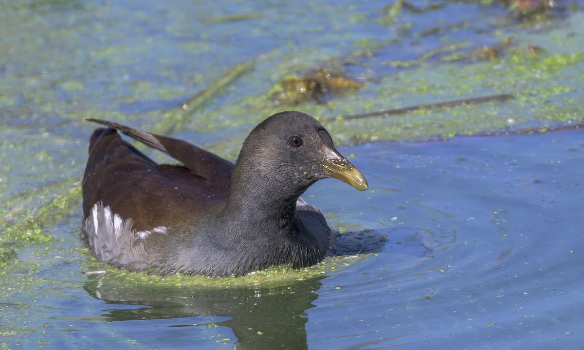 amerikasivhøne - ML644532768