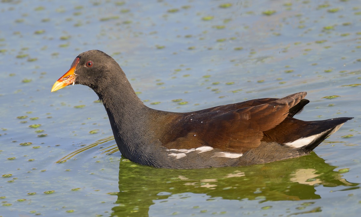 amerikasivhøne - ML644532769