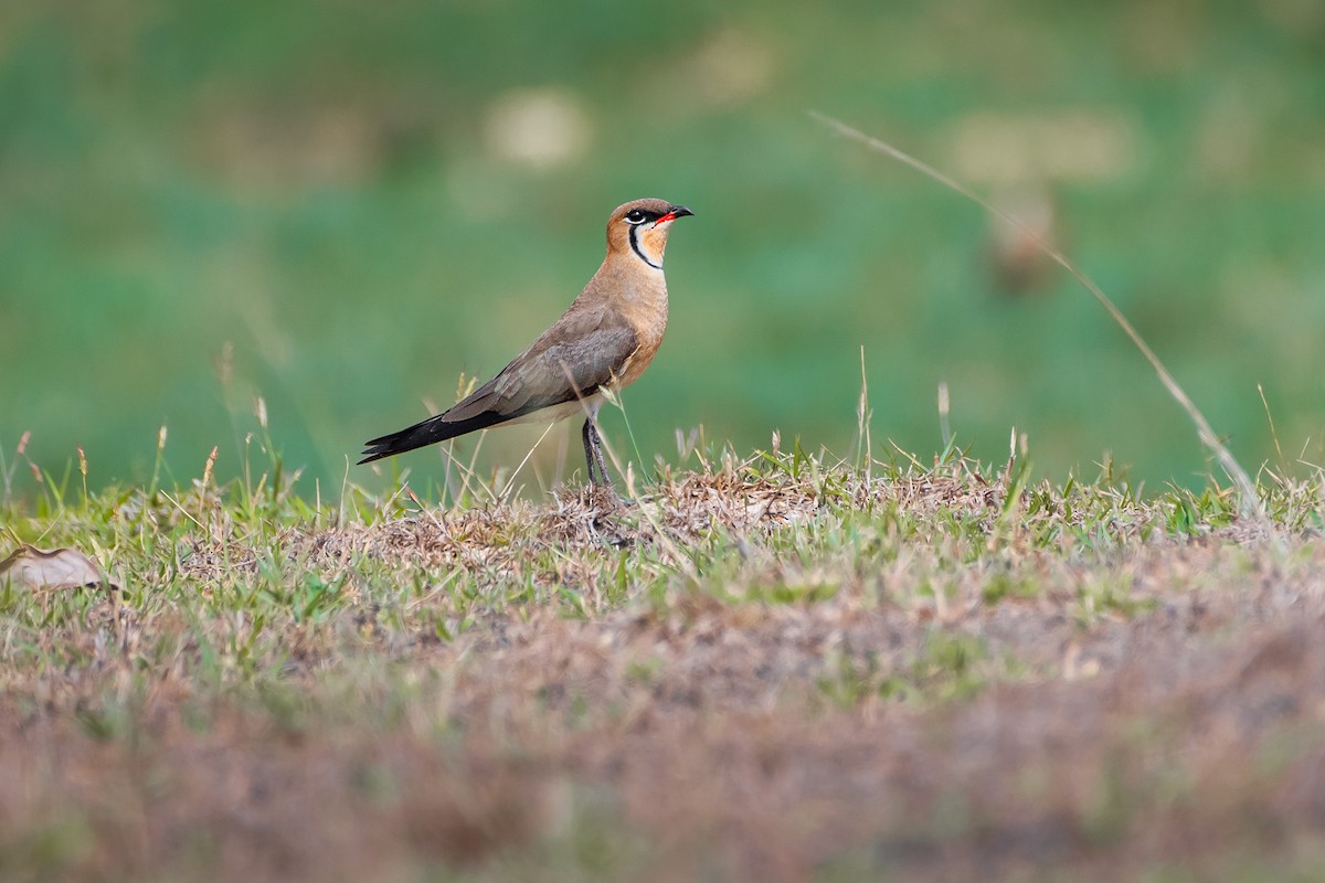 ツバメチドリ - ML644532771