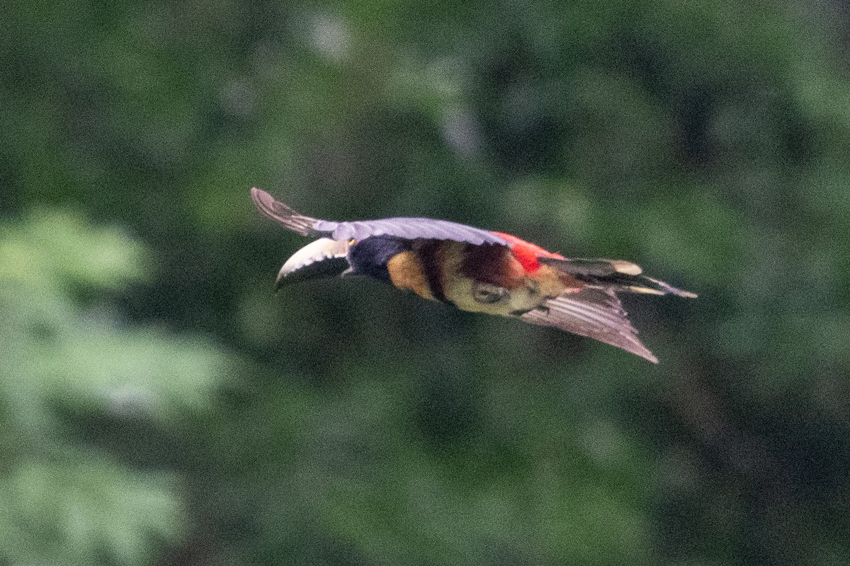 Collared Aracari - ML644532776